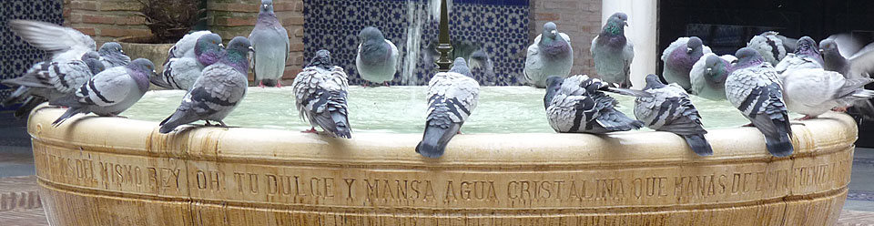 polly renwick pigeons